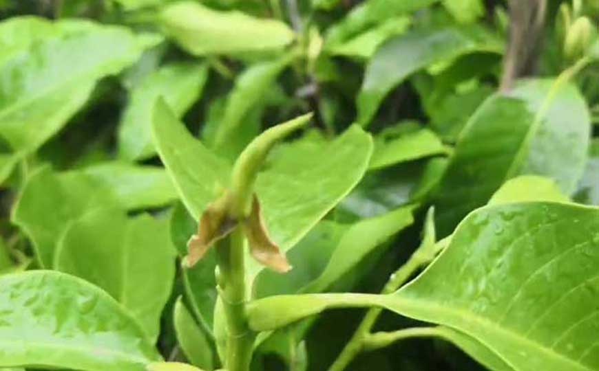 白兰花