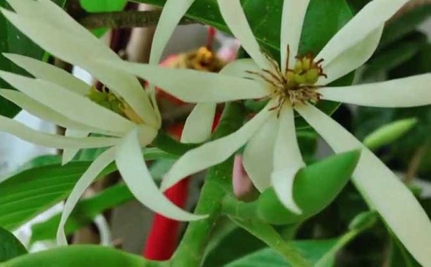 白兰花