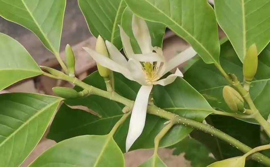 白兰花