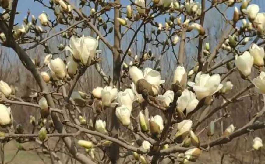 玉兰花