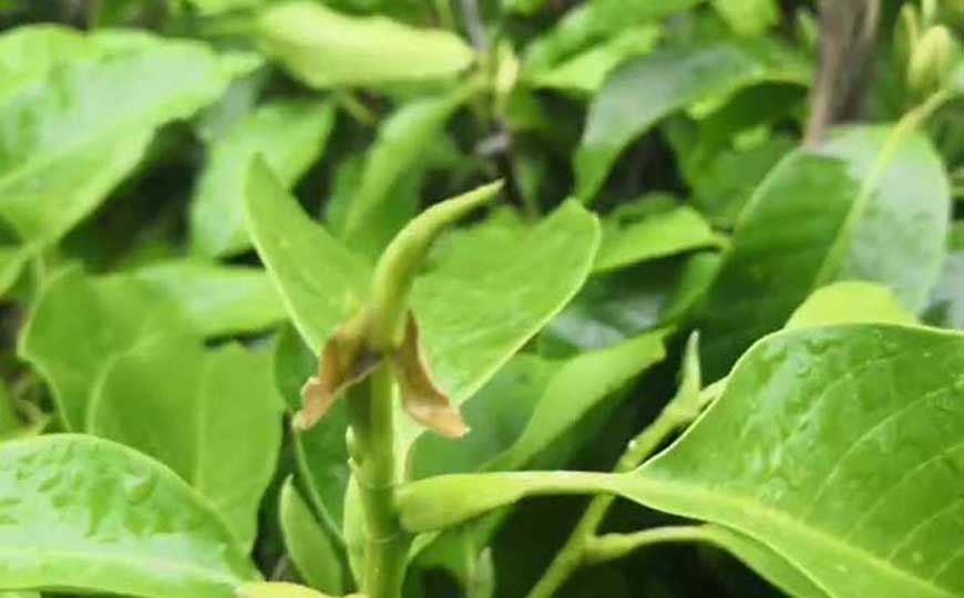 白兰花