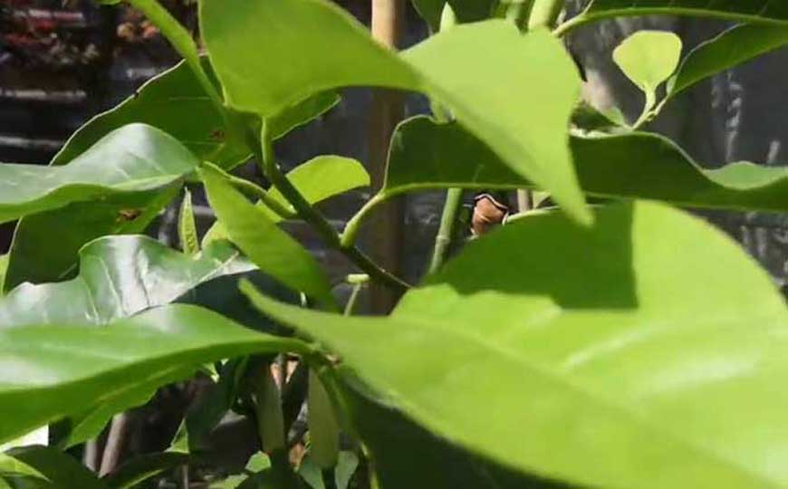 白兰花