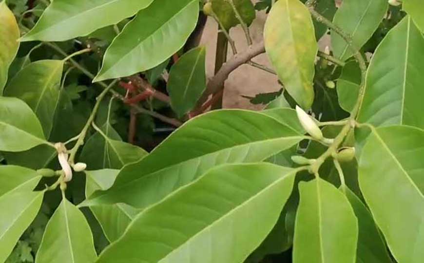 白兰花