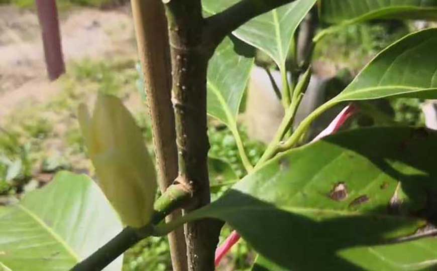 白玉兰
