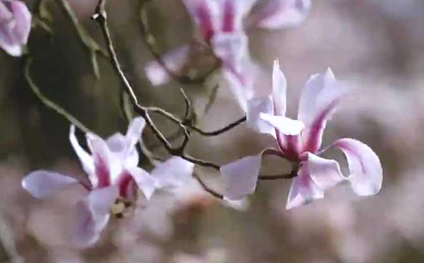 白玉兰