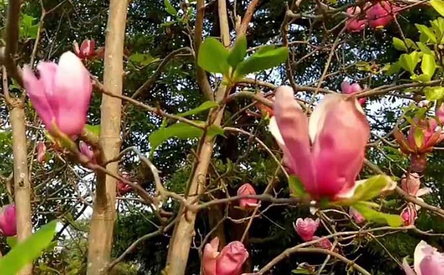 白玉兰