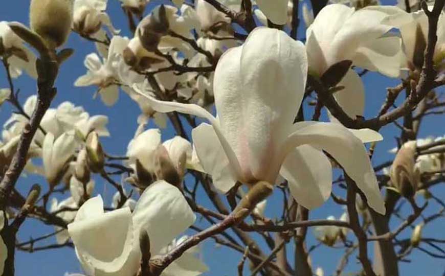 玉兰花