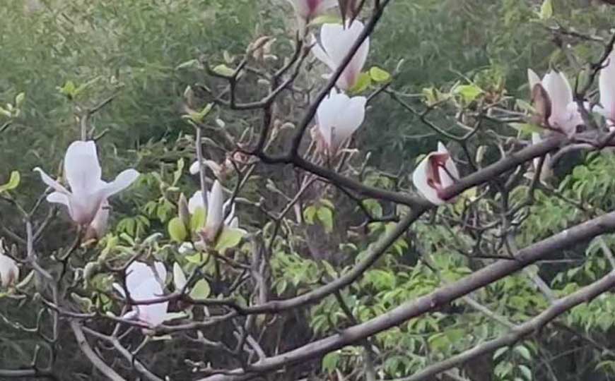 玉兰花