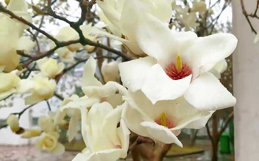 玉兰花
