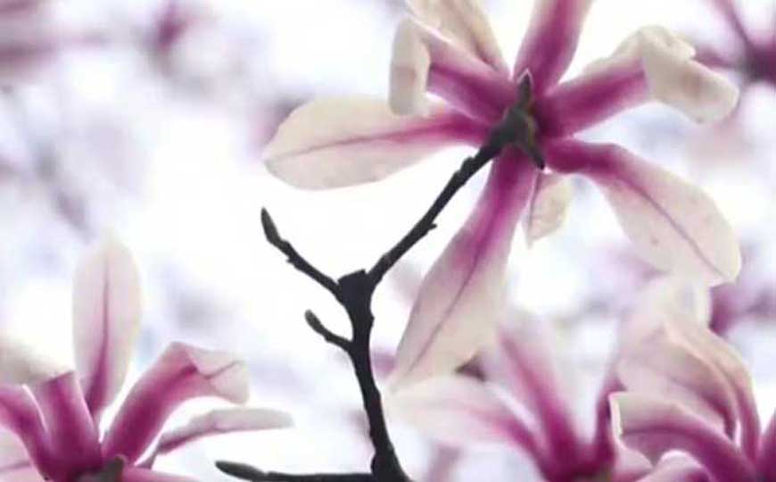 玉兰花