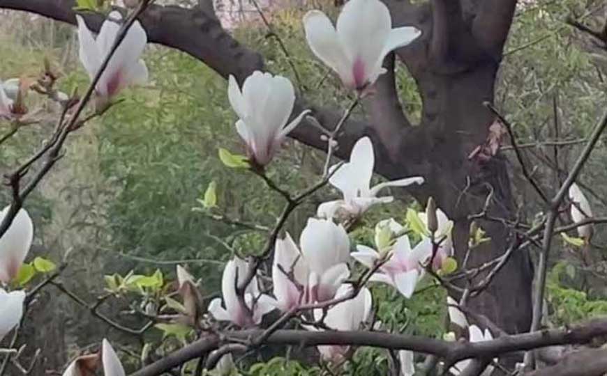 玉兰