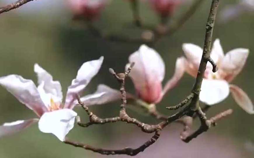 宝华玉兰
