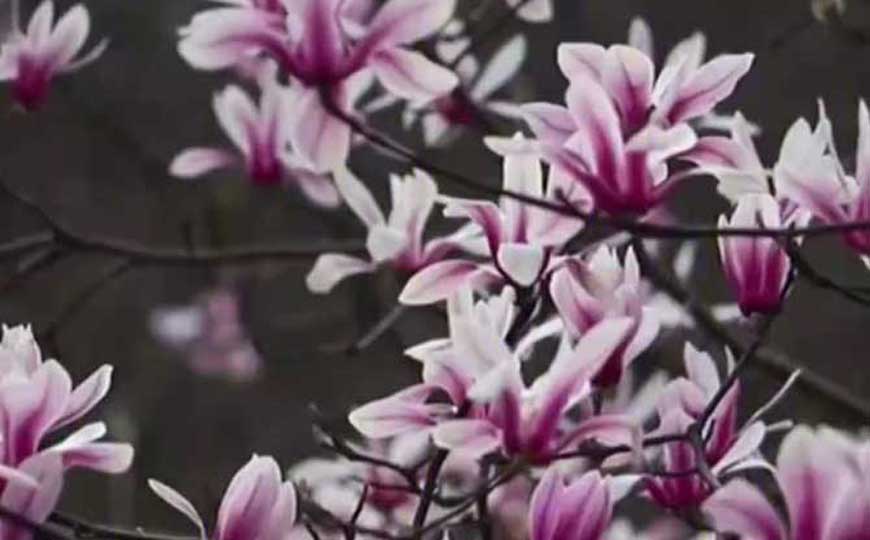 宝华玉兰