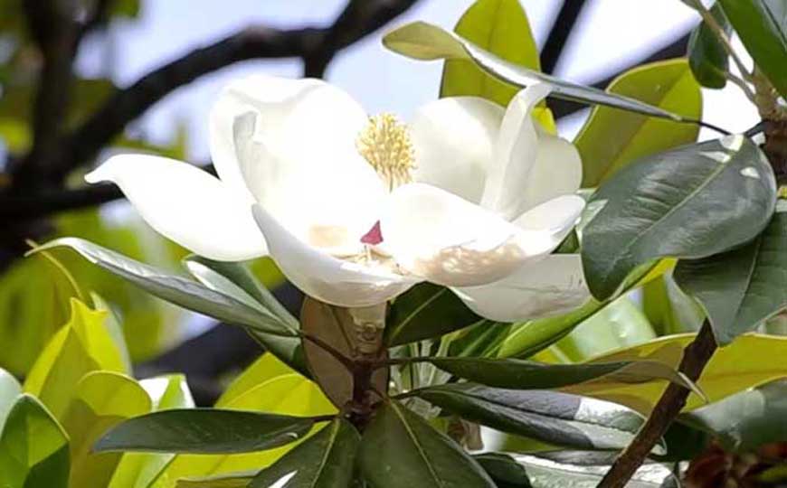 广玉兰
