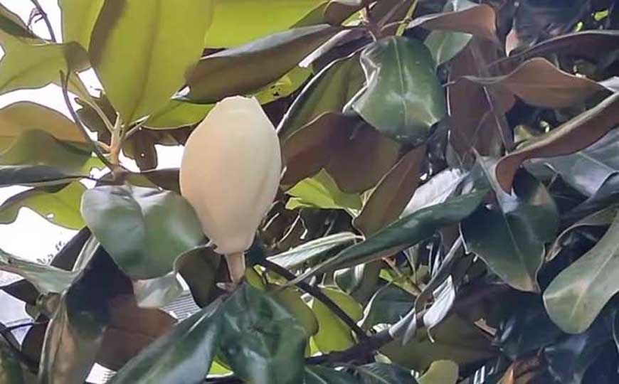 广玉兰