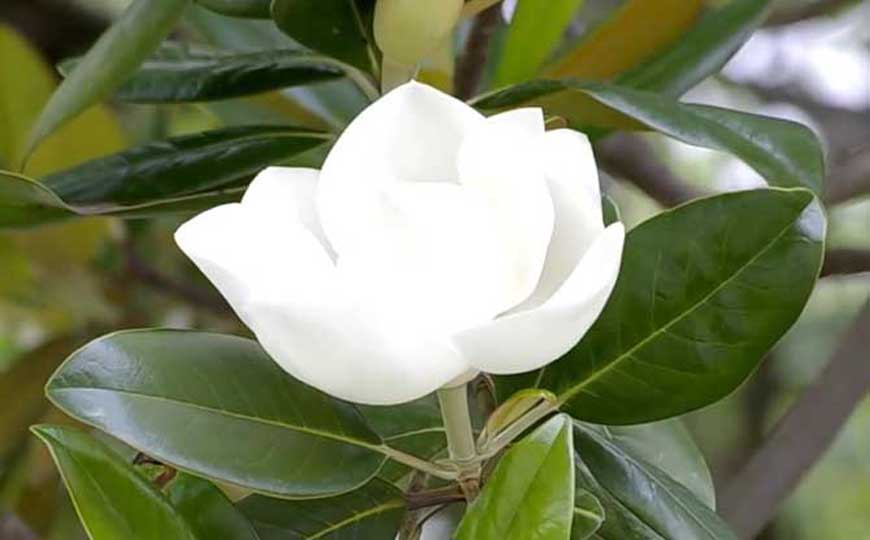 荷花玉兰