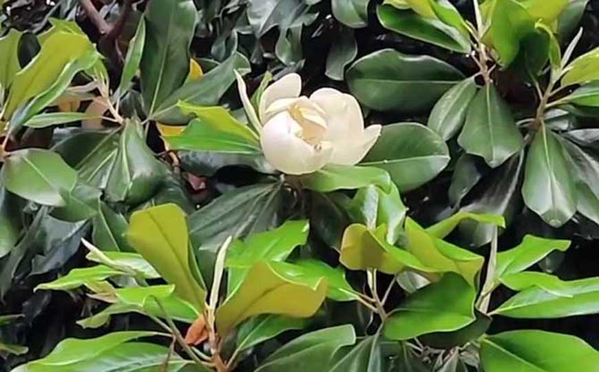 荷花玉兰