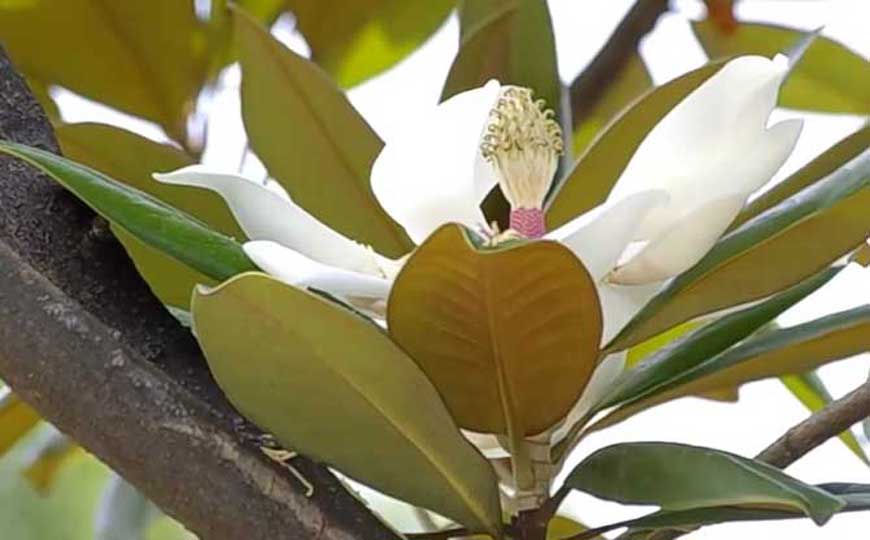 荷花玉兰