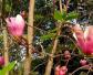 白玉兰(白兰花、玉兰花)