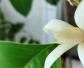 白兰花和玉兰花的区别