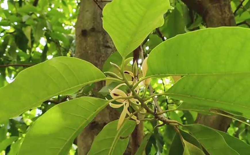 黄玉兰