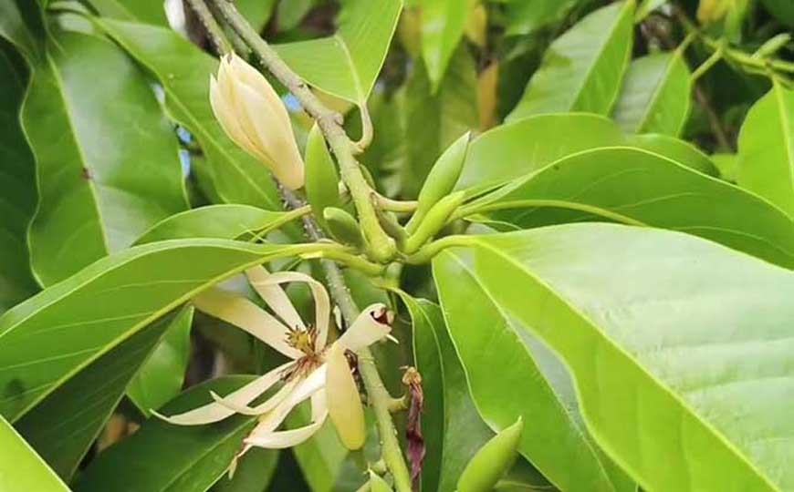黄玉兰