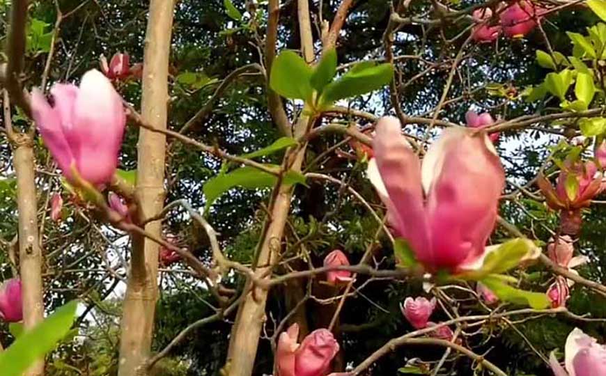 红玉兰