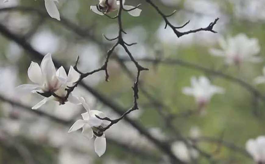玉兰