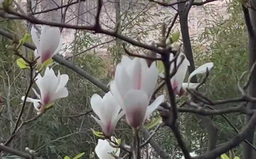 玉兰