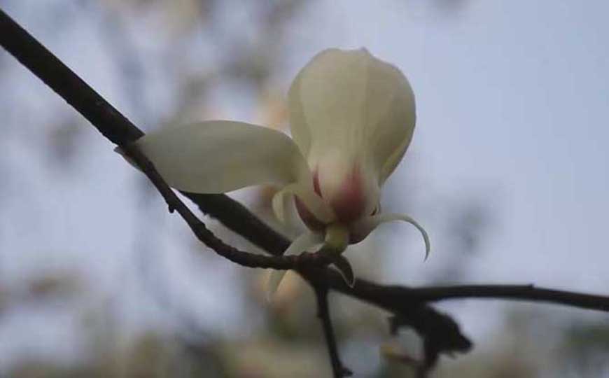 玉兰