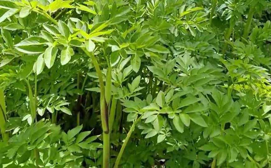 白芷(杭白芷、川白芷)