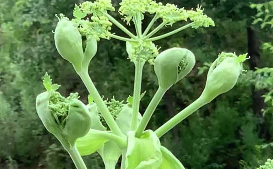 白芷