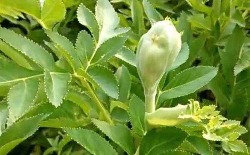 白芷