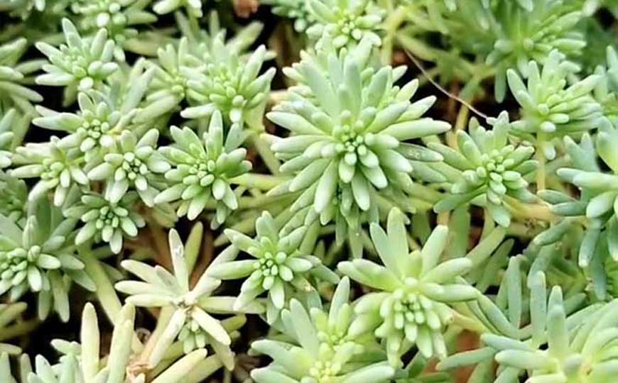 薄雪万年草(松叶佛甲草、黄金万年草)