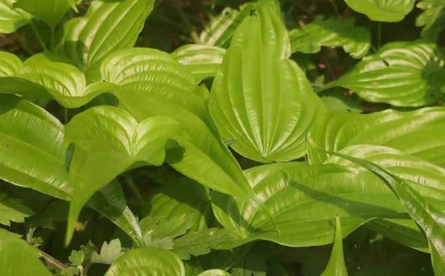 百部(直立百部、百条根)