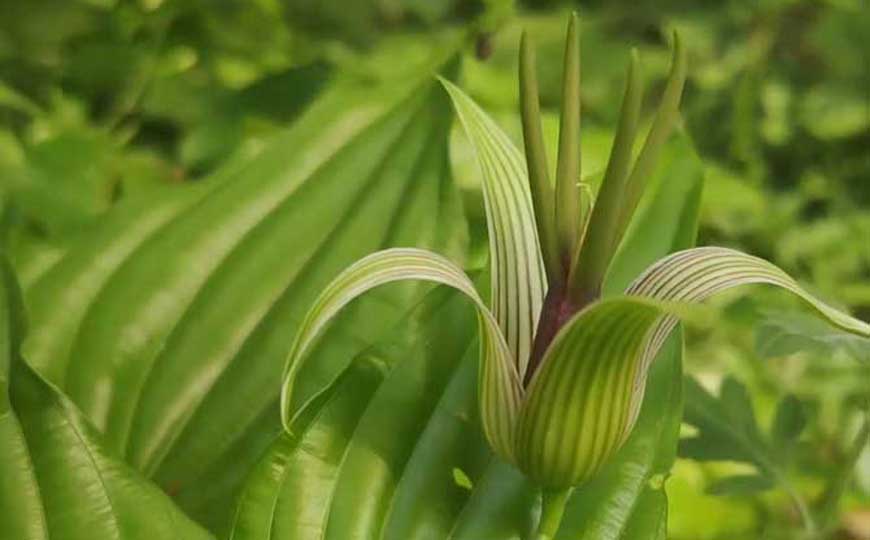 百部
