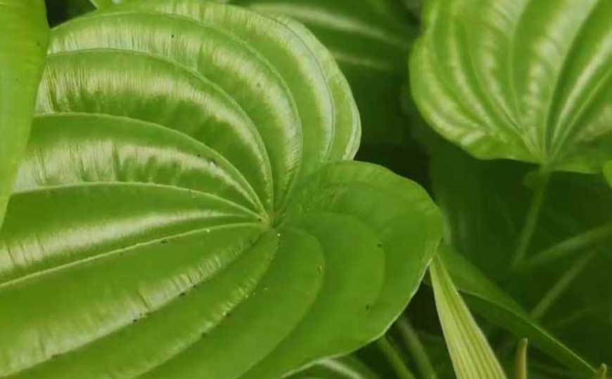 百部草