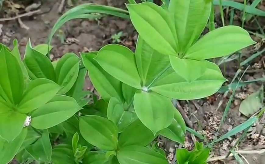 直立百部