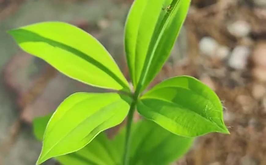 直立百部