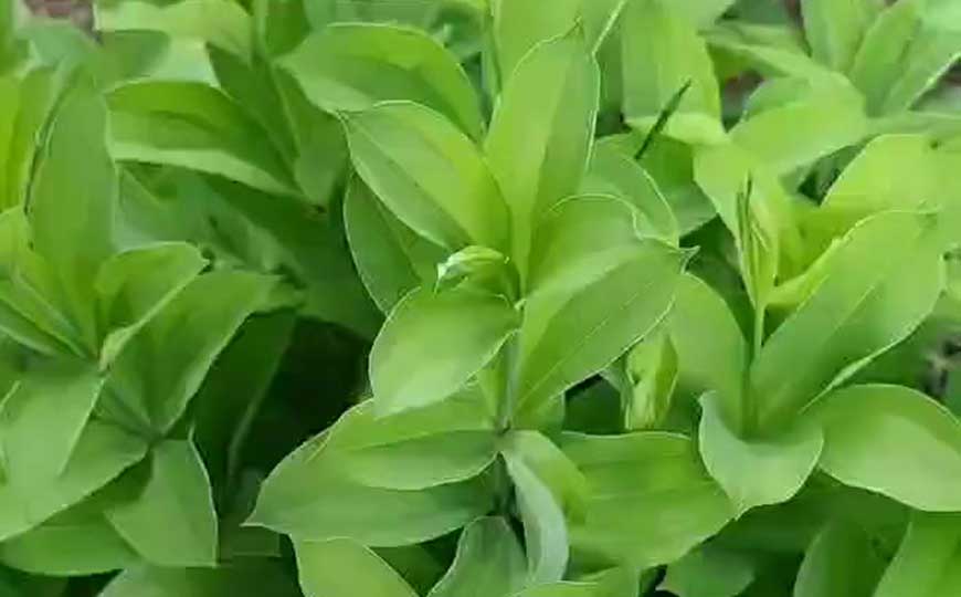 直立百部