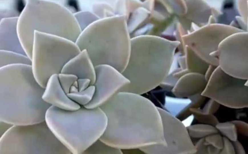 宝石花(石莲花、胧月)