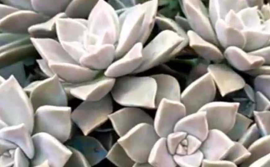 宝石花