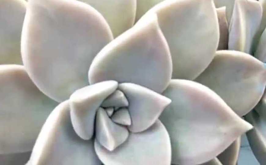 宝石花