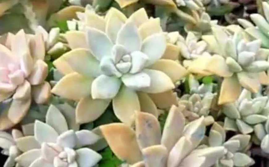 宝石花