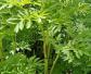 白芷(杭白芷、川白芷)