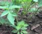 白芷种植技术及病害防治