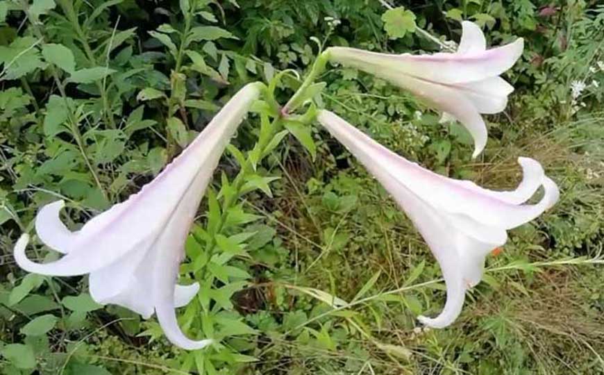 百合