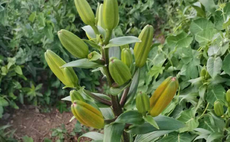 百合花