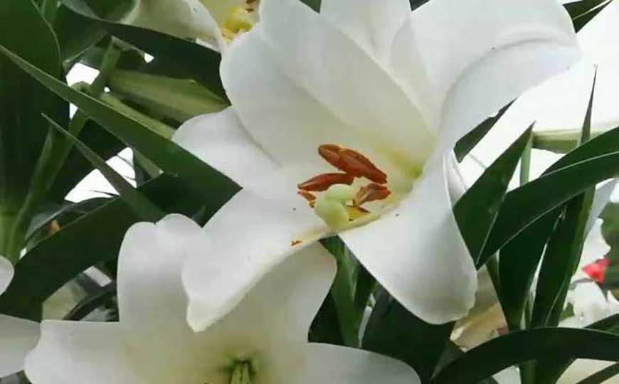 百合花