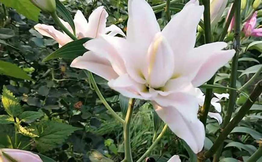 百合花